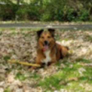 Meet your Posher, Kira